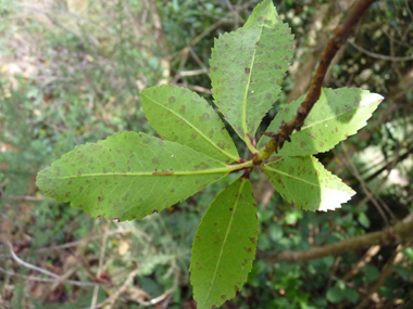 Verso des feuilles. Agrandir dans une nouvelle fenêtre (ou onglet)